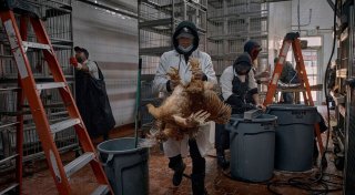 «Kennen Ausmaß nicht»: Vogelgrippe in USA besorgt Experten