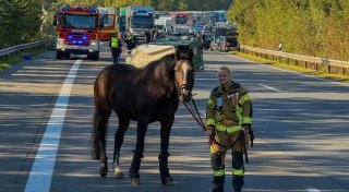 Ungewöhnlicher Einsatz für die Feuerwehr Bad Oeynhausen: Mit dem Pferd über die Autobahn