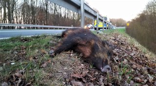 Geschwindigkeit anpassen: Hohes Unfallrisiko durch Wildwechsel im Kreis Höxter