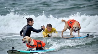 «Es gibt nichts Niedlicheres»: Hunde wetteifern um Surftitel
