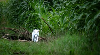 Fotograf entdeckt seltenen weißen Fuchs