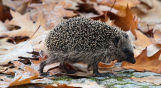 Igel auf Straße: Leben nicht wegen Ausweichmanöver riskieren