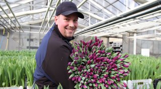 Herforder Gärtnerei Schwagmeier spricht vom schwierigsten Jahr für Tulpen