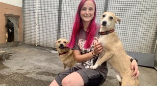 „Animal Hoarding“-Fall: Gerettete Hunde kommen im Bielefelder Tierheim unter