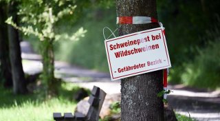 Schweinepest: Jäger sollen Blutprobe bei toten Tieren nehmen