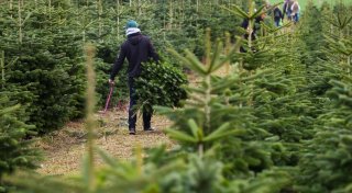 Lauern Zecken im Weihnachtsbaum?