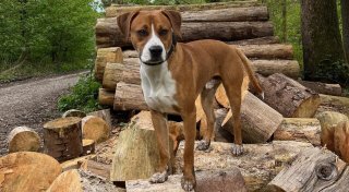 Um 3 Uhr nachts aufgegeben: Hundebesitzer erleben Albtraum rund um Bielefeld