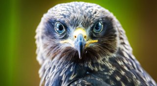 Tierpark-Kalender 2026: So haben die Bielefelder ihre Olderdissen-Tiere noch nie gesehen