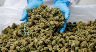 Cannabis-Importe im Jahr 2024 sprunghaft angestiegen
