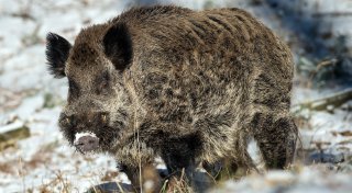 Begegnungen mit Wolf und Wildschwein im Kreis Minden-Lübbecke: Risiko für Hundehalter und Autofahrer