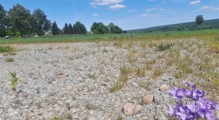 Teurer Feldversuch ohne Erfolg: Lavendel blüht in Höxter nur einen Sommer