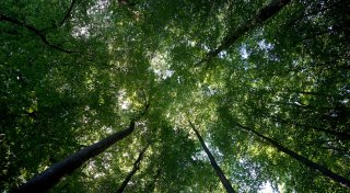 Der deutsche Wald kann dem Klima nicht mehr helfen