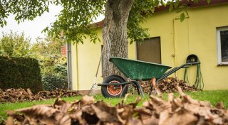 Herbststürme: Eigentümer müssen Bäume kontrollieren