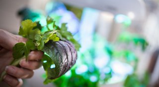 Indoor-Gärten: Reiche Ernte mit smarten Gewächshäusern?