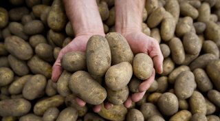 Massive Ernteausfälle durch Pflanzenkrankheit Stolbur