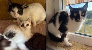 32 Katzen aus überhitzter Dachgeschosswohnung in Herford gerettet