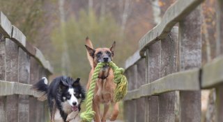 Rund um den Hund: Alle Infos für Hundehalter im Bünder Land