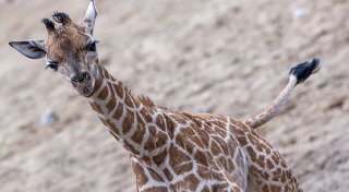 Giraffen-Baby erstmals draußen im Schweriner Zoo zu sehen