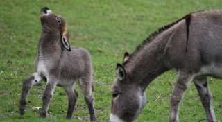 Maul- und Klauenseuche: Tierpark Sababurg reagiert auf das Virus