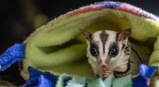 Niedliche Exoten, aber: «Sugar Glider sind keine Haustiere»