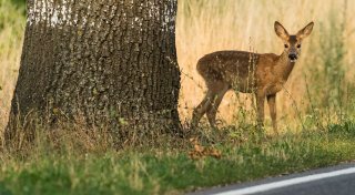 Wildwechselrisiko erkennen und richtig reagieren
