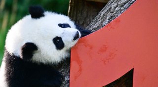 Party bei den Pandas: Leni und Lotti werden ein Jahr