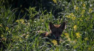 Fuchs im Garten? Was jetzt zu tun ist