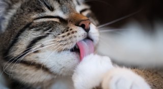 Schuppen im Fell der Katze - was kann das sein?