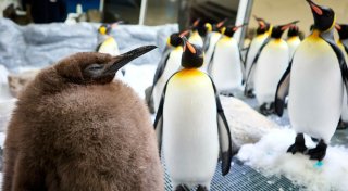 Ein echter Brocken: Pinguin-Baby Pesto ist Social-Media-Star