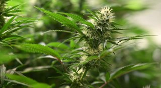 Cannabis-Gesetz soll «ergebnisoffen» geprüft werden