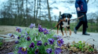 Diese Frühjahrsblüher sind giftig für Hunde