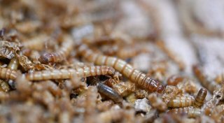 EU erlaubt UV-behandeltes Insektenpulver in Lebensmitteln