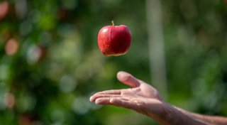 Vier Tipps für die Apfelernte