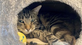 Kleine Notfelle - warum Straßenkatzen so leiden