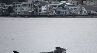 Orca-Weibchen trauert um totes Kalb