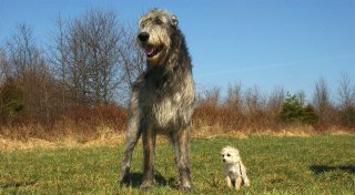 Neue Hundewiese in Höxter? Verein fordert große Auslauffläche für Vierbeiner