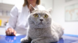 Diabetes bei Katzen: Krankheit mit Tücken