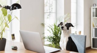 Neun Karrieretipps von Ihrem Hund, die wirklich funktionieren