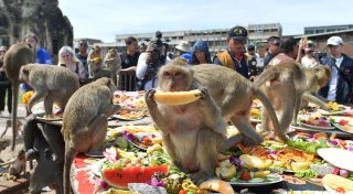 Ein Bankett als Dankeschön: Festmahl für Affen in Thailand