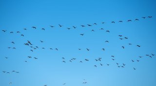Erstmals Mensch in USA nach Vogelgrippe-Infektion gestorben
