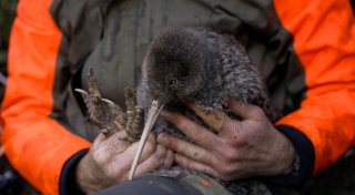 Seltener Kiwi-Vogel auf Neuseelands Festland wiederentdeckt