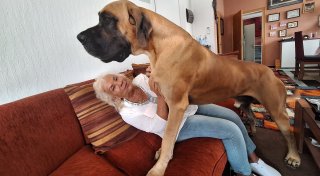 Europasieger auf dem Sofa: Kirchlengeranerin und ihre Dogge sind ein Herz und eine Seele