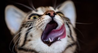 Hausmittel für die Katze: Eine gute Idee?