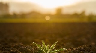 Trockenheit: Wie gravierend sind die Folgen für die Natur?