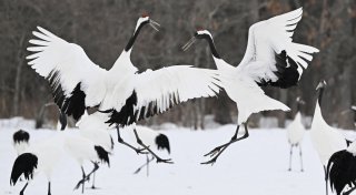 Über 20 Tote durch Schneefälle in Japan seit Anfang Februar