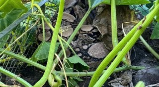 Würgeschlange im Kompost: Tierschützer wollen Besitzer zur Rechenschaft ziehen