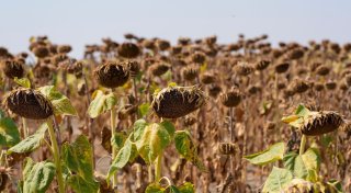 UN-Bericht: Landflächen sind trockener geworden