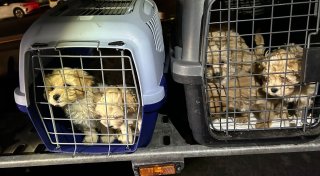 Zöllner entdecken illegale Hundewelpen dicht gedrängt