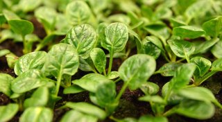 Herbstgemüse: Was im September noch ins Beet kann