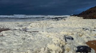 Gelber Schaum und kranke Surfer: Algenblüte in Australien?